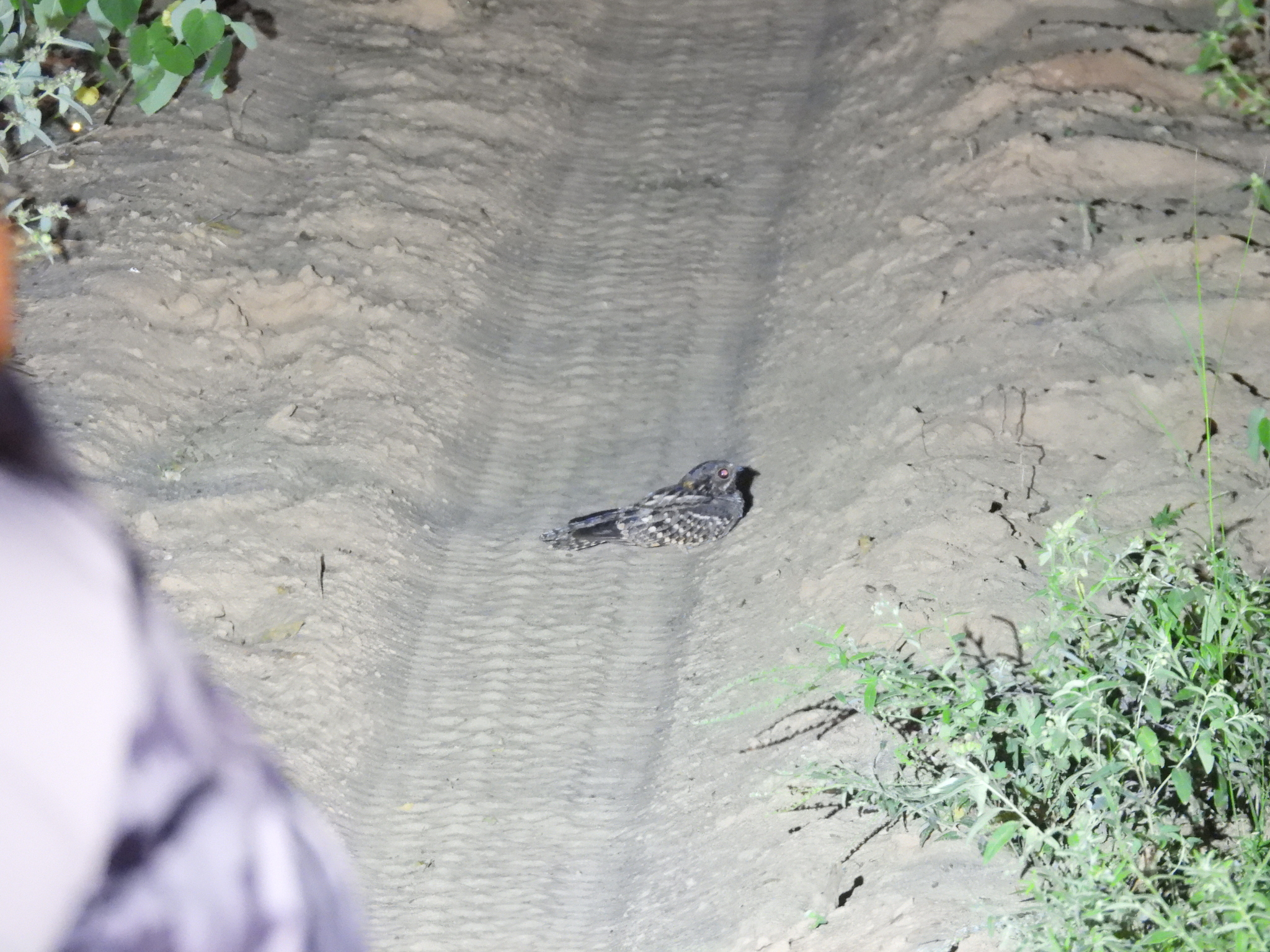 Little Nightjar (Setopagis parvula), photo 7