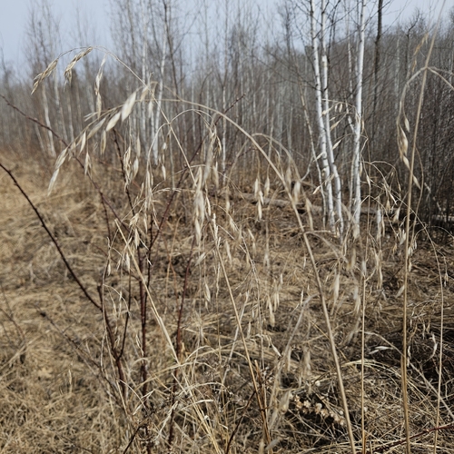 Bromus ciliatus iNat (1)