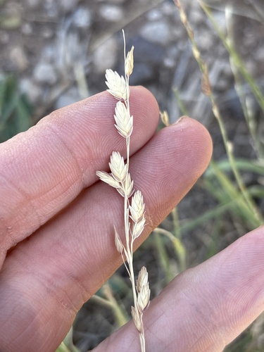 Wilman lovegrass (Eragrostis superba)