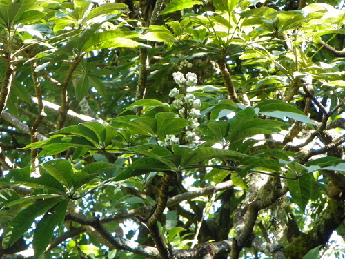 Oreopanax xalapensis