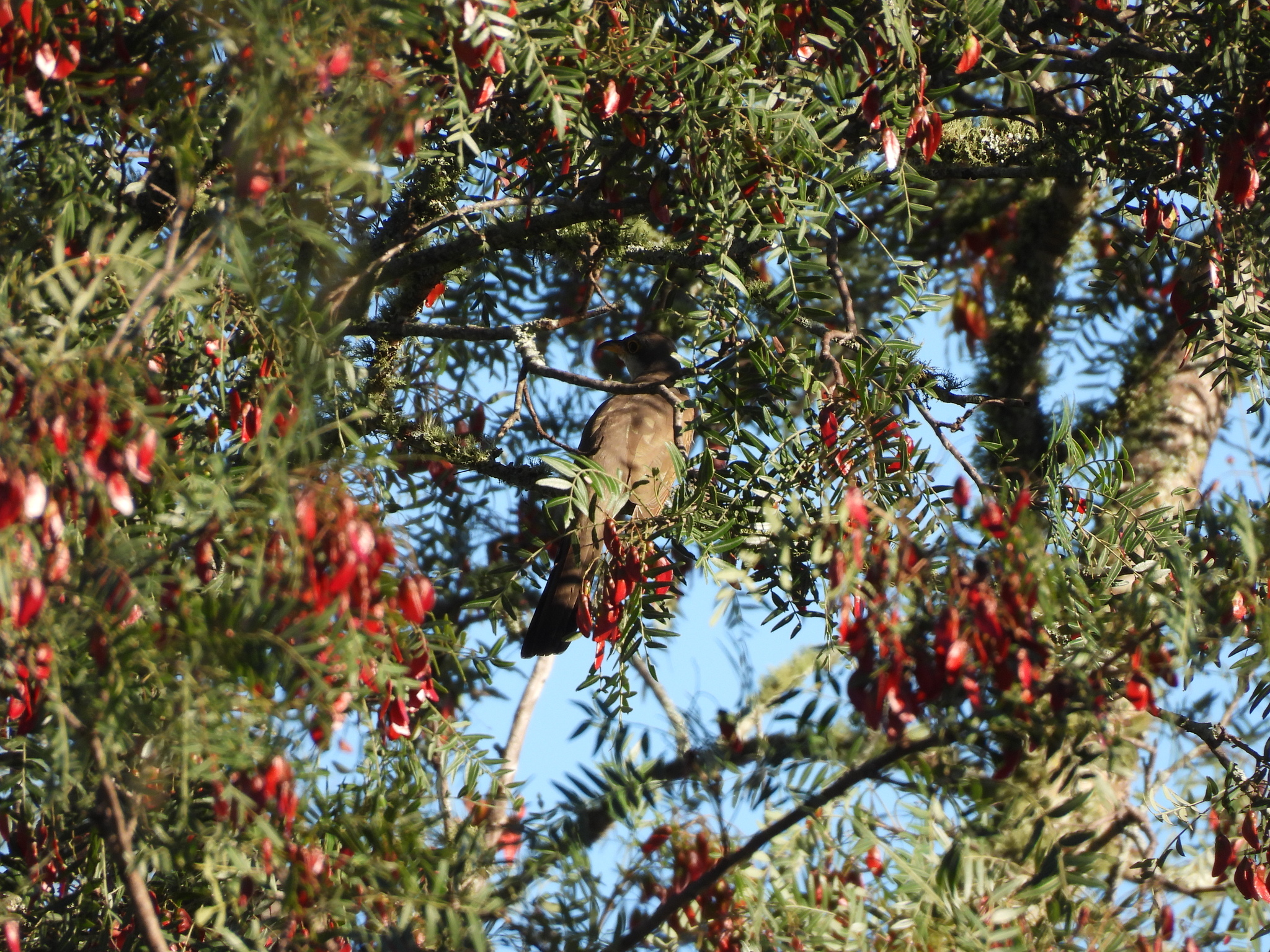 Yellow-billed Cuckoo (Coccyzus americanus), photo 4