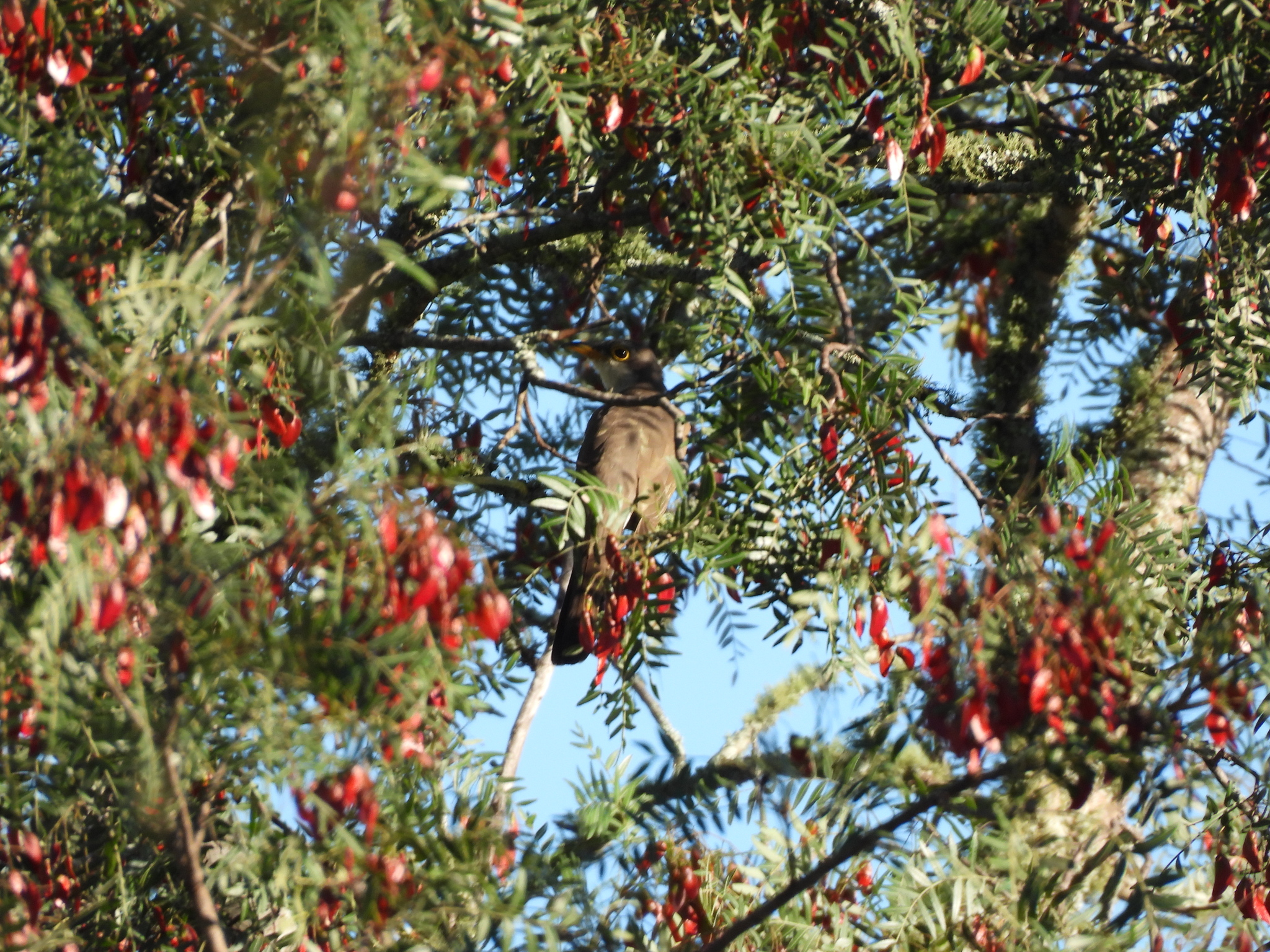 Yellow-billed Cuckoo (Coccyzus americanus), photo 3