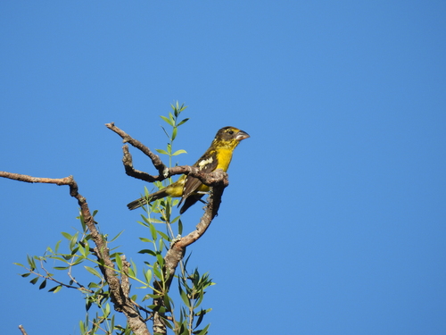 Black-backed Grosbeak (Pheucticus aureoventris), photo 6