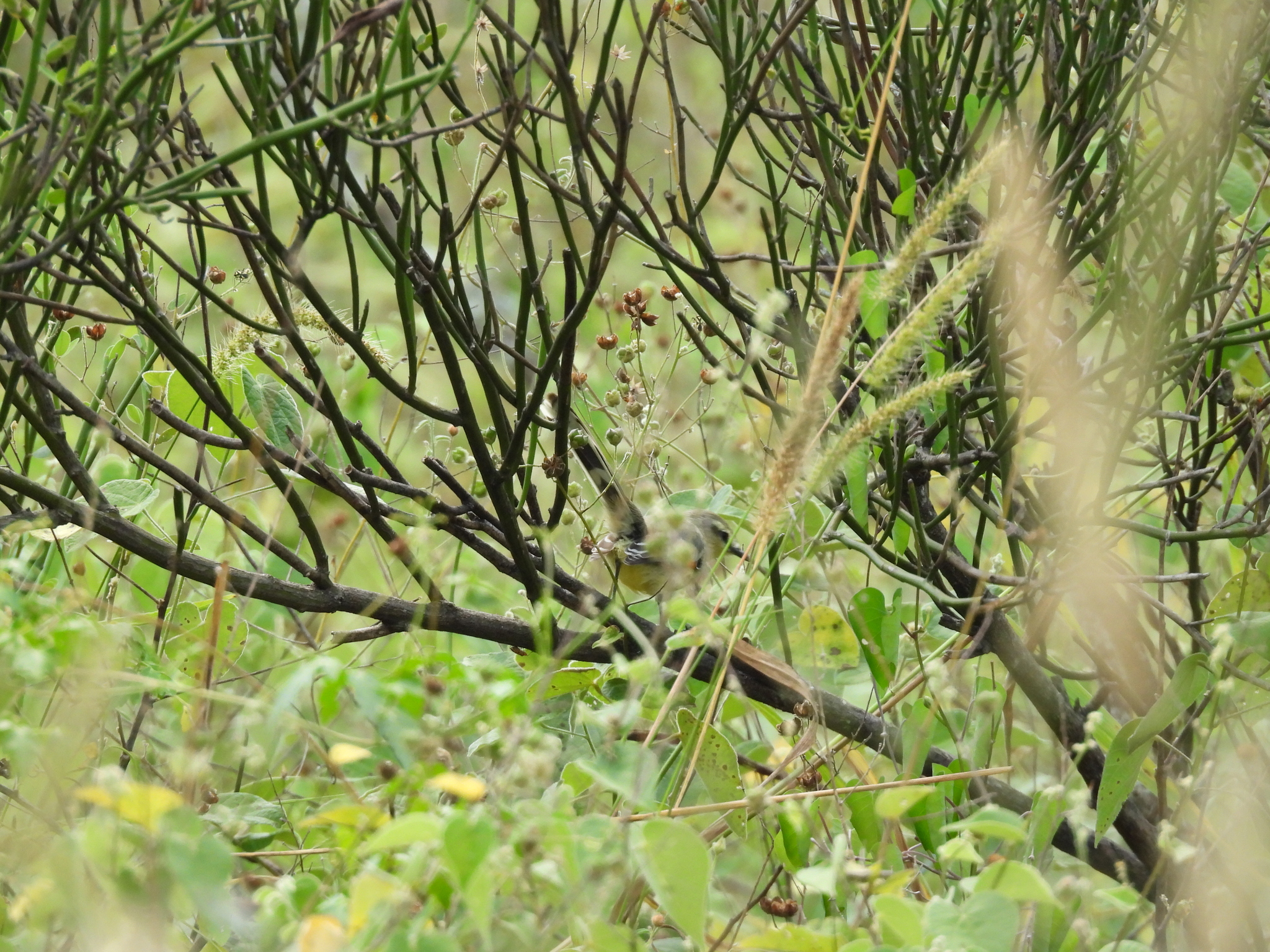 Greater Wagtail-Tyrant (Stigmatura budytoides), photo 8
