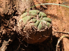 Gymnocalycium pflanzii