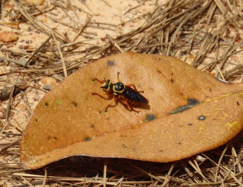 Unknown species found near Liberty County, FL, USA
