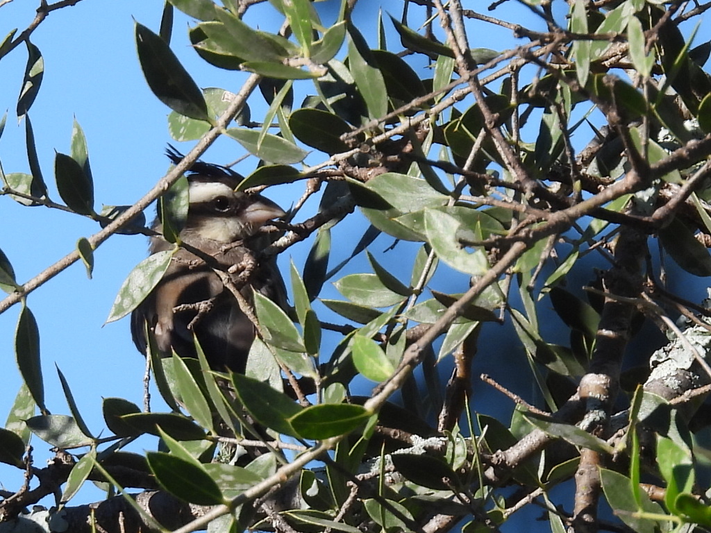 Black-crested Finch (Lophospingus pusillus), photo 4
