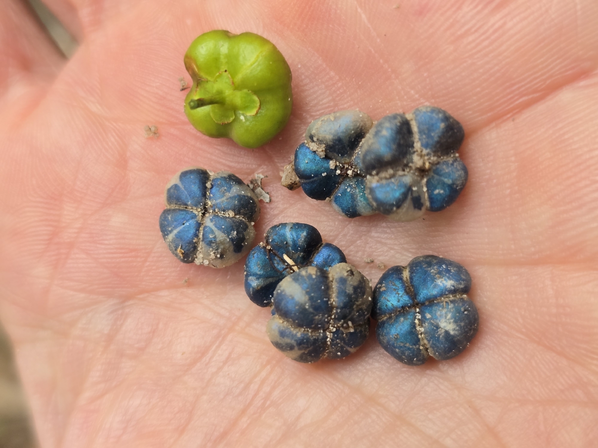 Margaritaria nobilis
