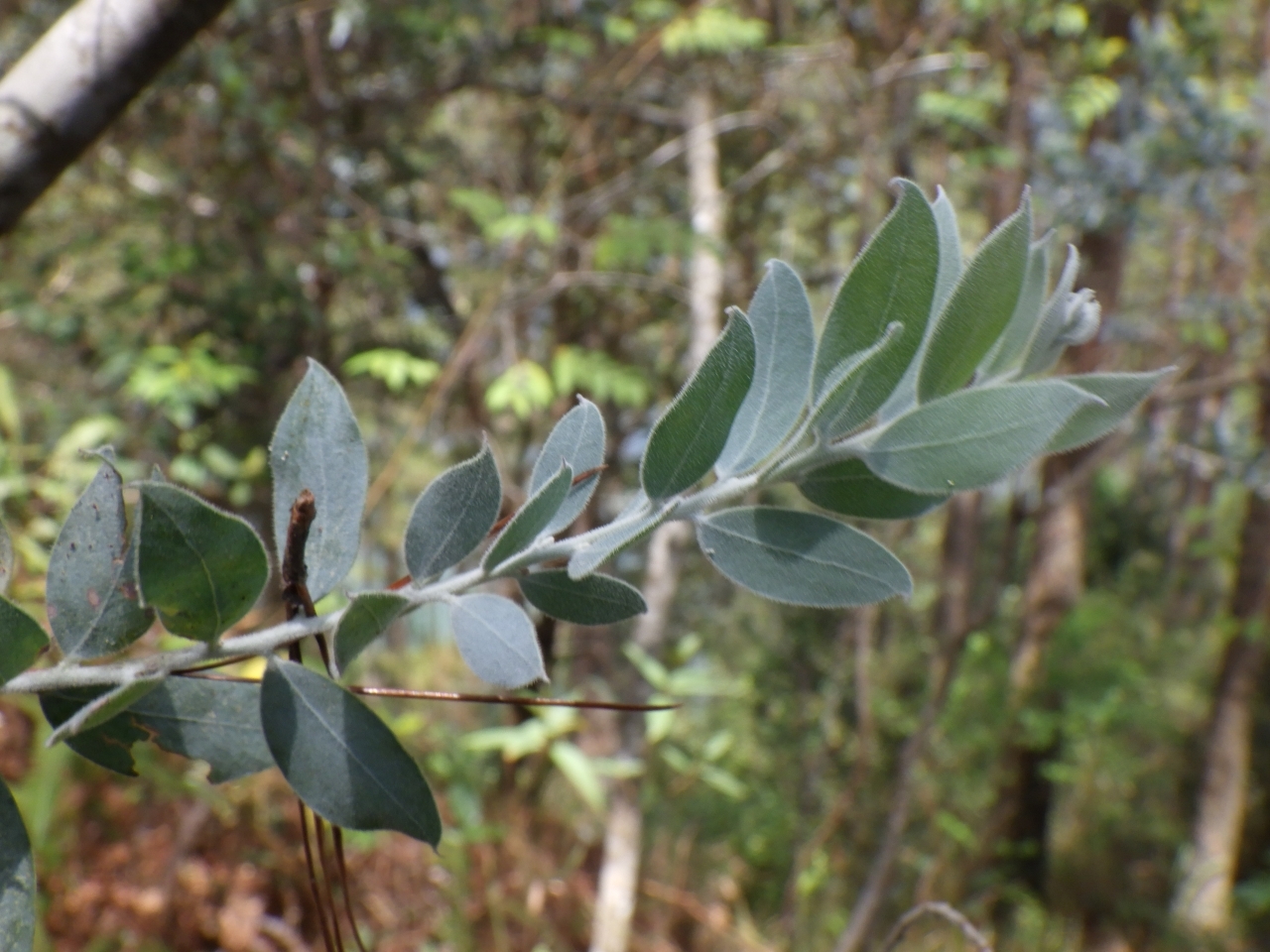 Acacia podalyriifolia (Acacia podalyriifolia)