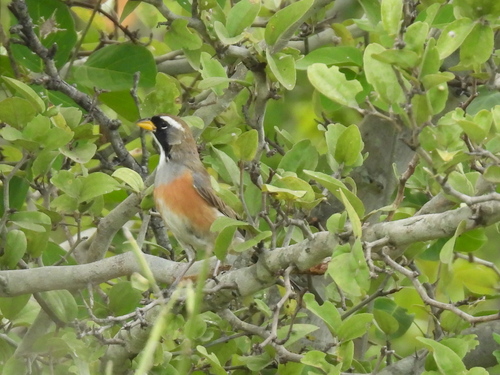 Many-colored Chaco Finch (Saltatricula multicolor), photo 8