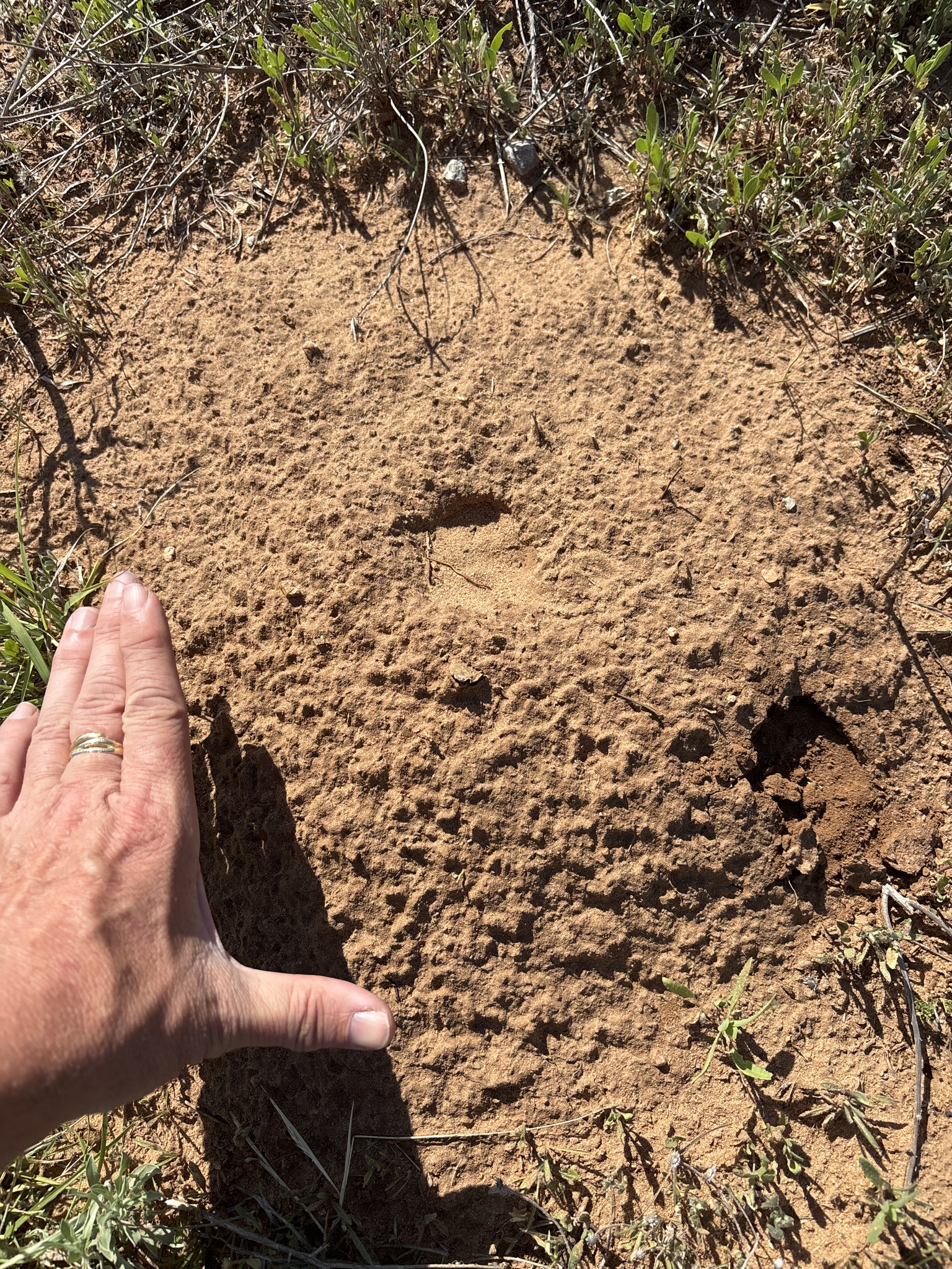 Central Texas Pocket Gopher photo 4