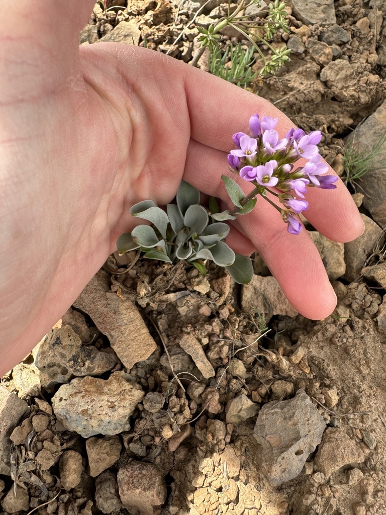 daggerpod from Weiser, ID, US on March 28, 2026 at 01:45 PM by ...