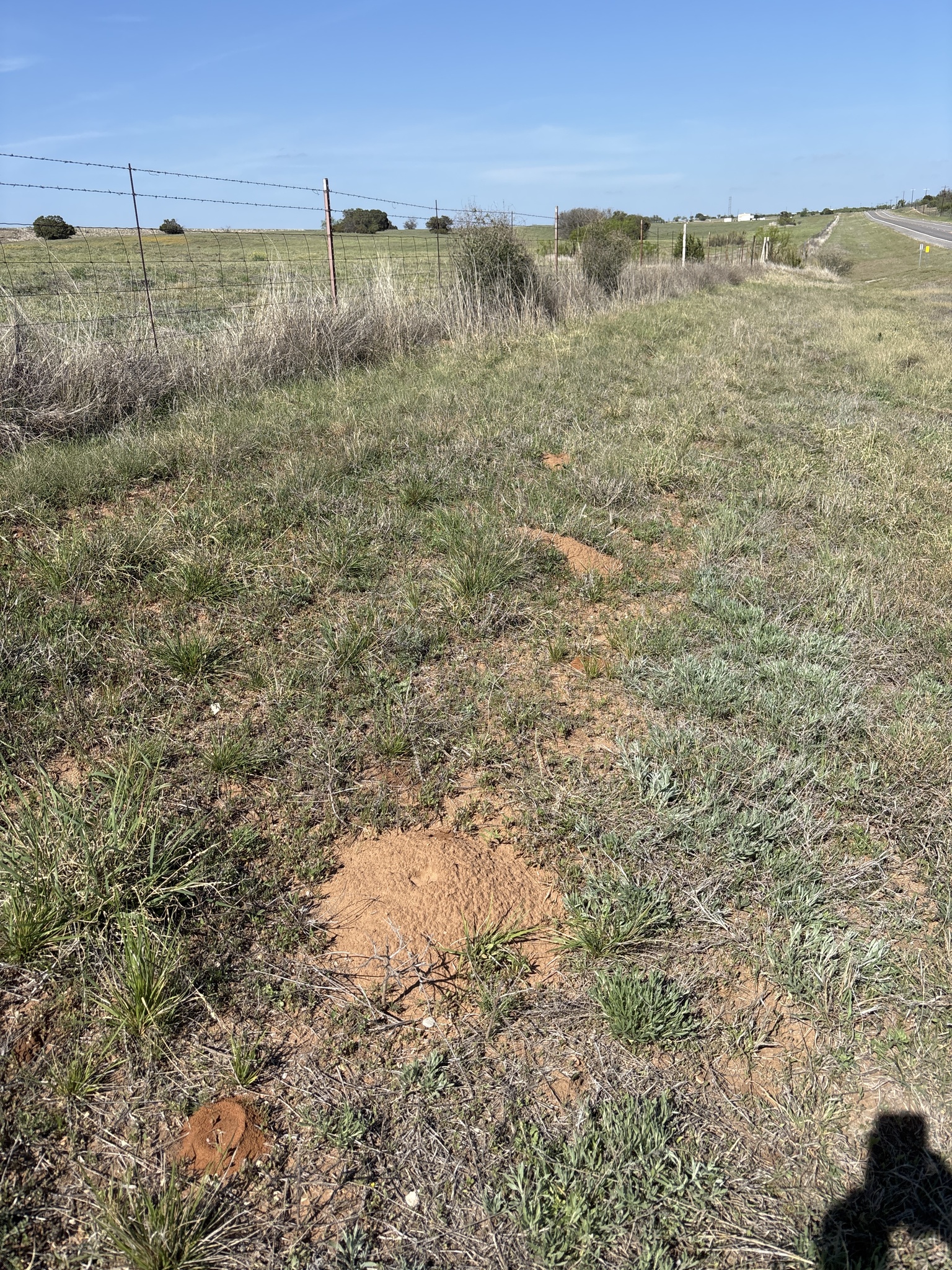 Central Texas Pocket Gopher photo 5