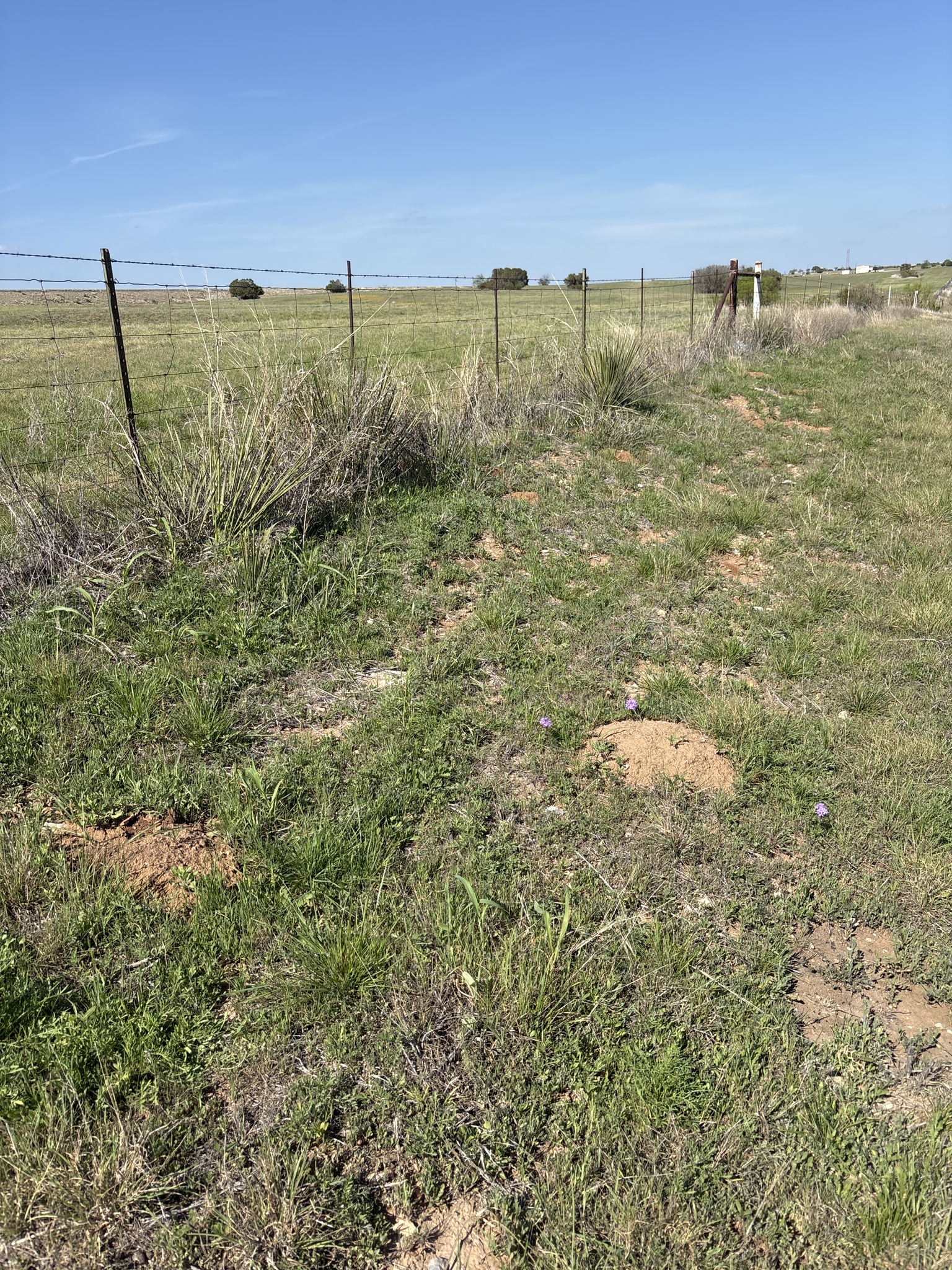 Central Texas Pocket Gopher photo 6