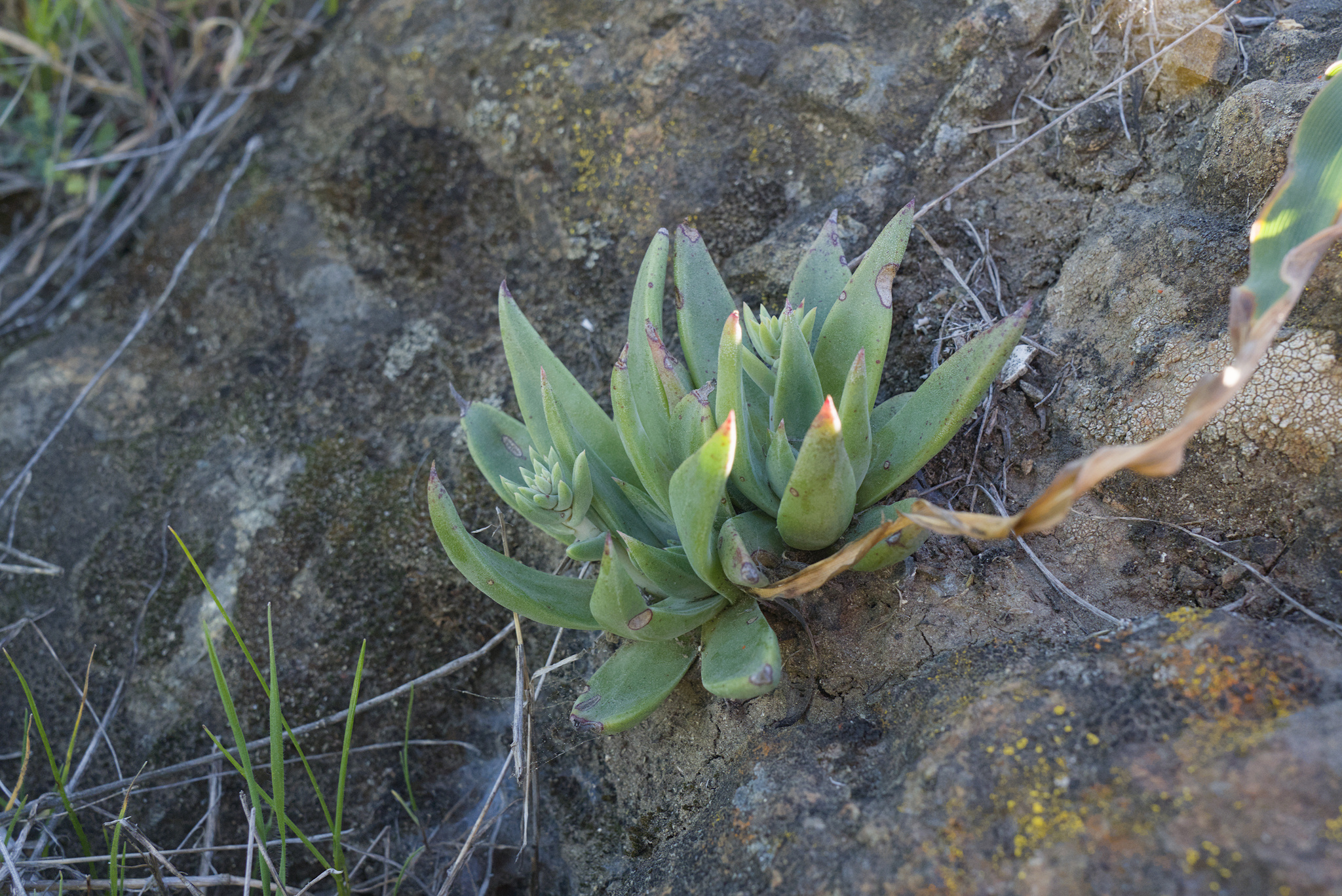 Santa Clara Valley Dudleya (Dudleya abramsii)