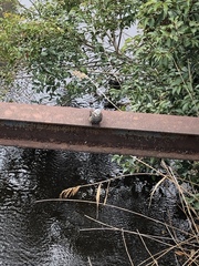 Hypsipetes amaurotis