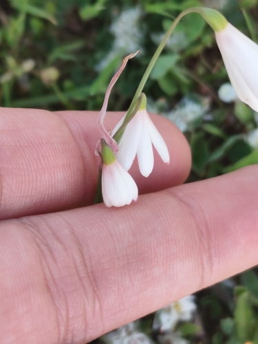 Acis trichophylla, photograph 5