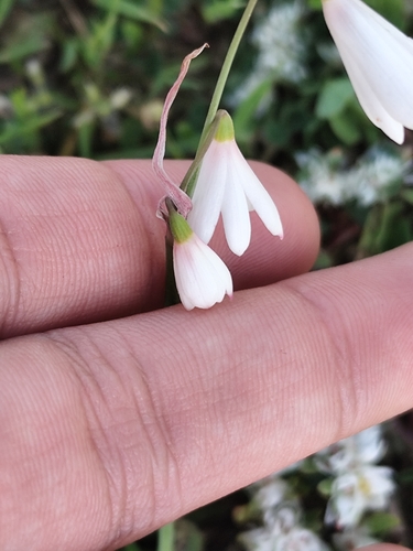 Acis trichophylla, photograph 6