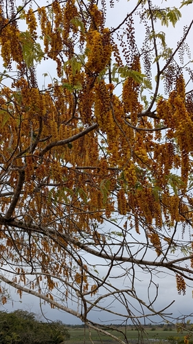 Cassia moschata observed 2026-03-29