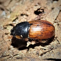 Aphodius fimetarius