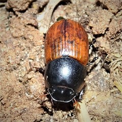 Aphodius fimetarius