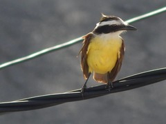 Pitangus sulphuratus