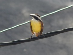 Pitangus sulphuratus