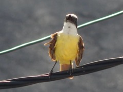 Pitangus sulphuratus