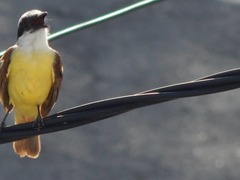 Pitangus sulphuratus