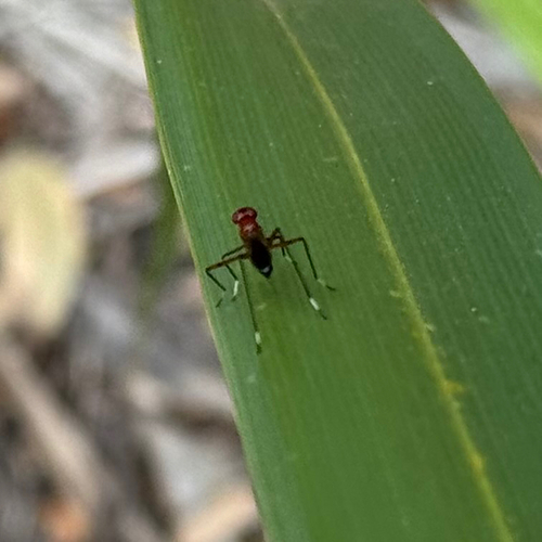 Unknown species found near Bradenton, FL, US