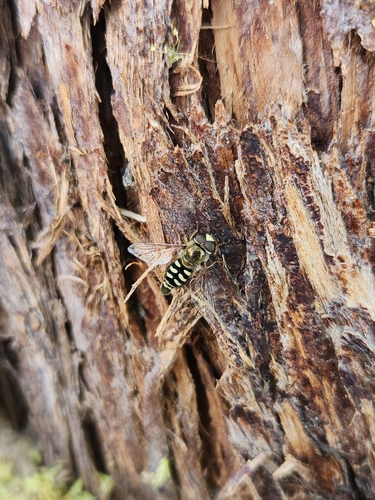 Unknown species found near Needles
