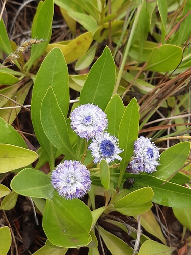 Globularia amygdalifolia
