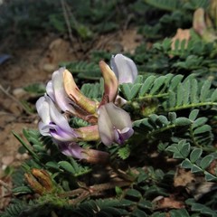 Astragalus plattensis