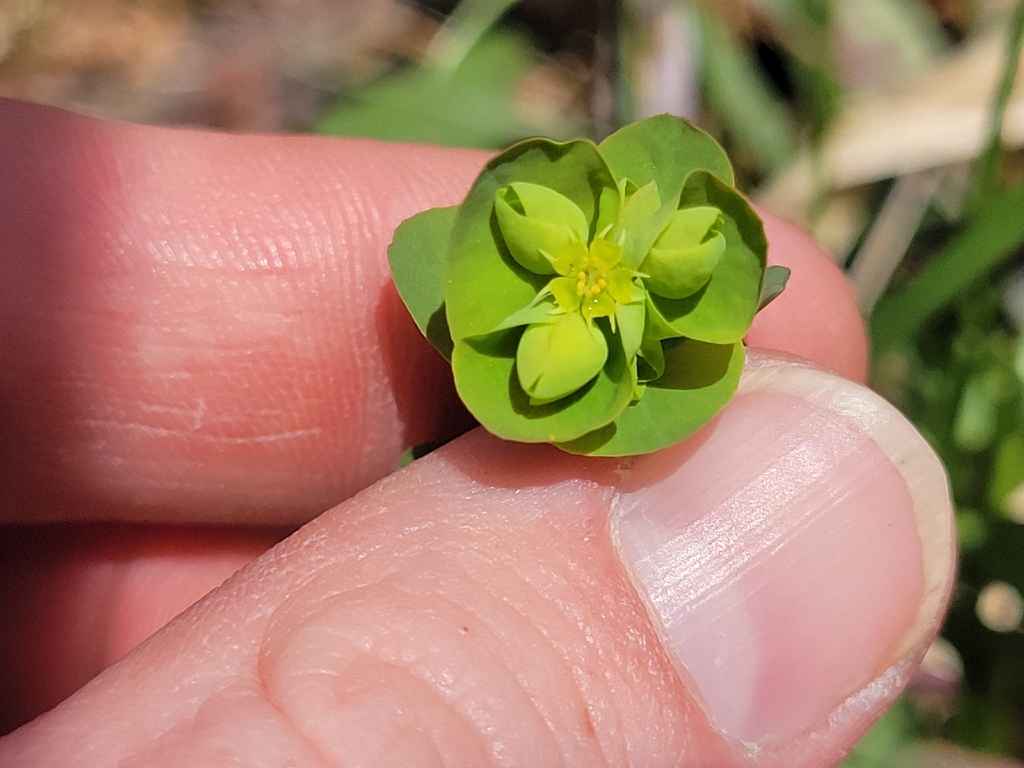 Euphorbia commutata; photograph (c) Rory O'Shea, some rights reserved (CC BY)