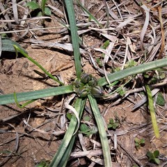 Androstephium coeruleum
