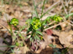 (c) Rory O'Shea, some rights reserved (CC BY) Euphorbia commutata, photograph (c) Rory O'Shea, some rights reserved (CC BY)