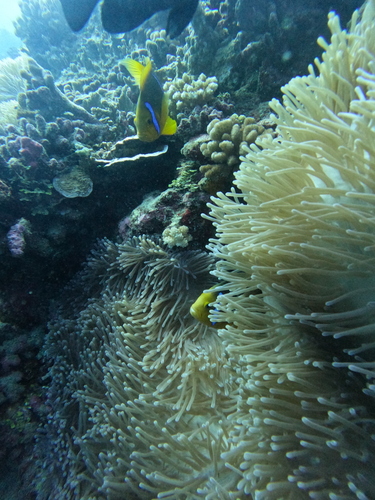 Amphiprion maohiensis
