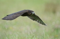 New Zealand Falcon photo 1