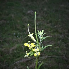 Erysimum repandum