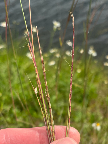 Crimson Bluestem (Schizachyrium sanguineum)