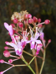 Fuchsia arborescens