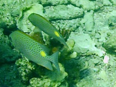 Siganus guttatus
