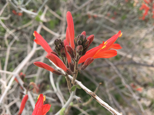 chuparosa