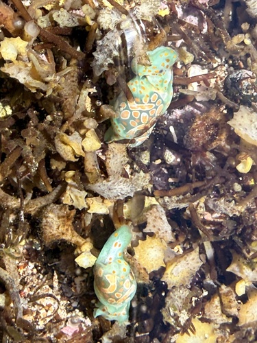 Haminoea cymbalum observed 2026-03-29