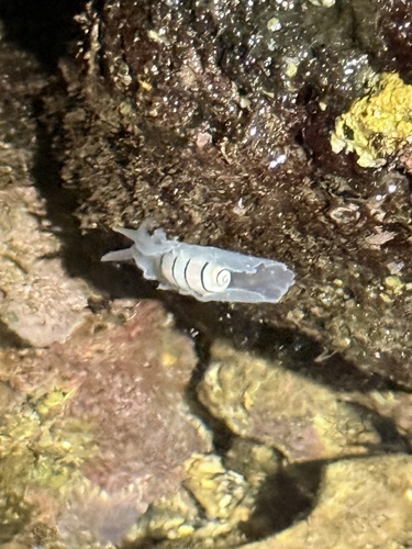 Hydatina amplustre observed 2026-03-28