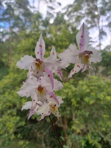 Oncidium alexandrae