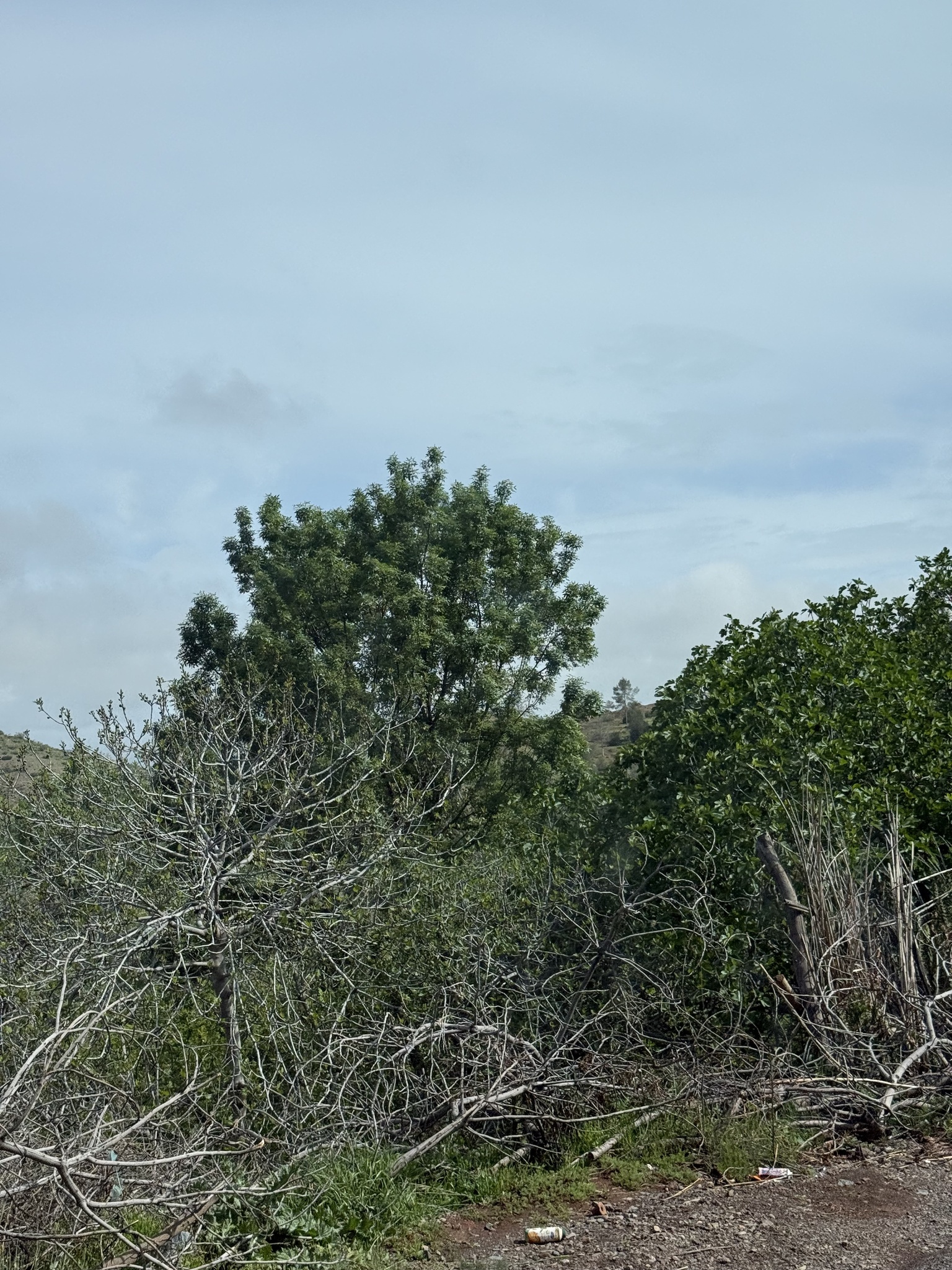 Mt. Atlas Mastic Tree (Pistacia atlantica)