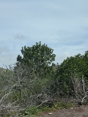 Pistachier De L'atlas (Pistacia atlantica)