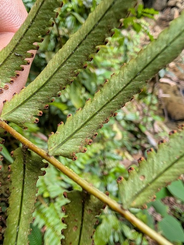 Nephrolepis davallioides observed 2026-02-08