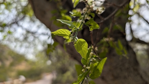 Celtis reticulata (Celtis reticulata)